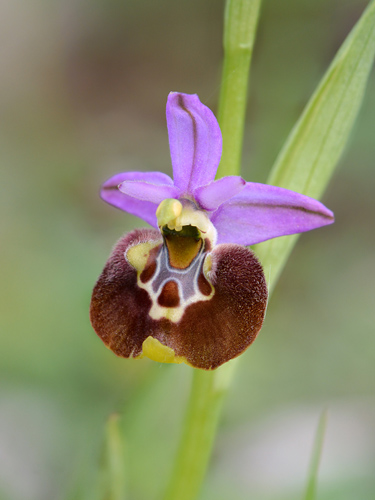 Ophrys appennina