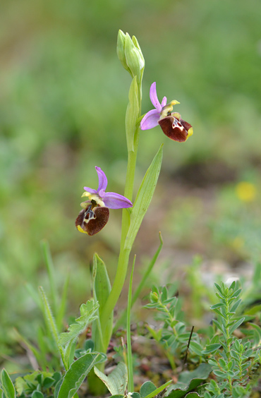 Ophrys appennina