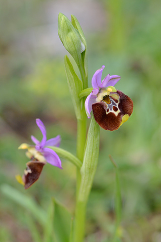 Ophrys appennina