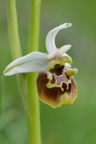 Ophrys appennina