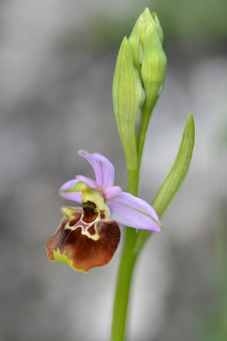 Ophrys appennina