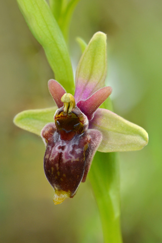 Ophrys apulica x bombyliflora