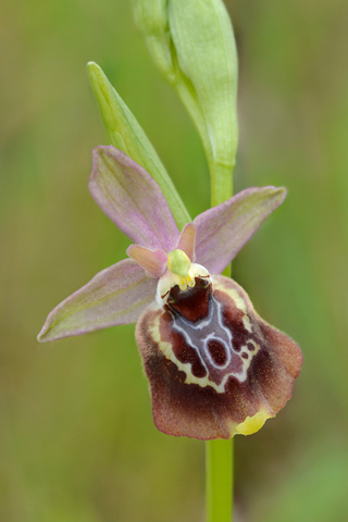 Ophrys apulica x celiensis