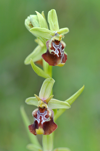 Ophrys apulica x celiensis