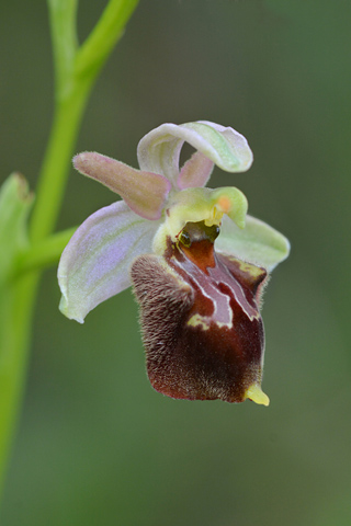 Ophrys apulica x classica