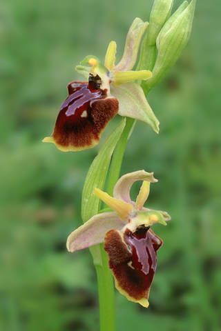Ophrys apulica x garganica