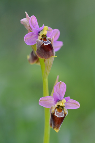 Ophrys apulica x neglecta