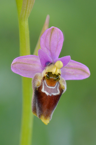 Ophrys apulica x neglecta