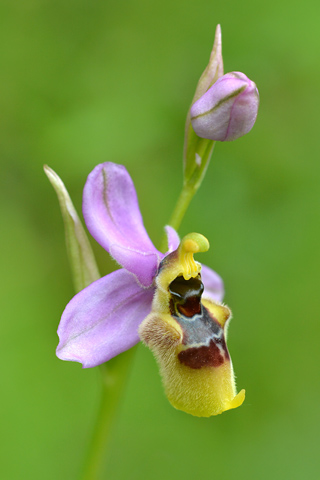 Ophrys apulica x neglecta