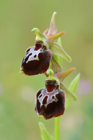 Ophrys apulica x passionis