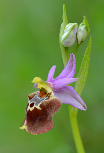 Ophrys apulica