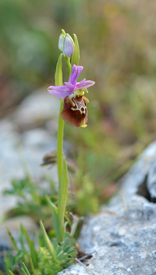 Ophrys apulica