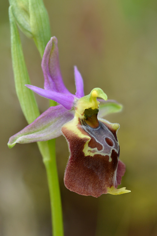 Ophrys apulica