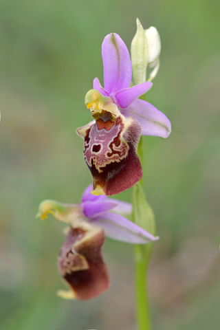 Ophrys apulica