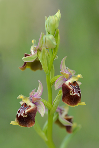 Ophrys apulica