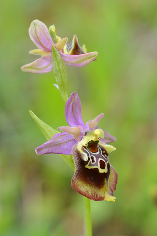 Ophrys apulica