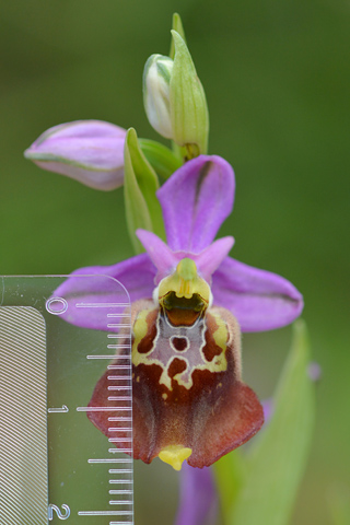 Ophrys apulica