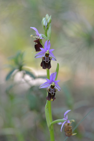 Ophrys apulica