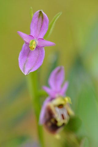 Ophrys apulic