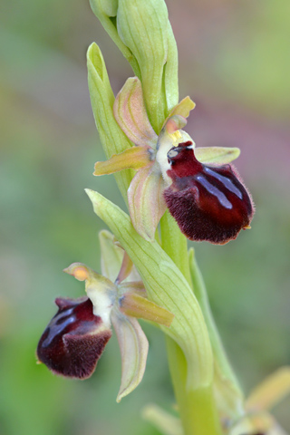 Ophrys arachnitiformis x provincialis