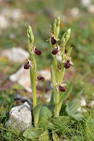 Ophrys arachnitiformis x provincialis