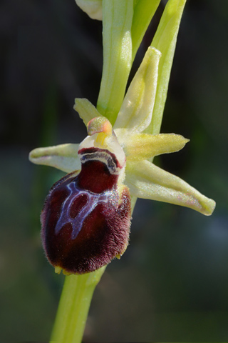 Ophrys arachnitiformis x provincialis