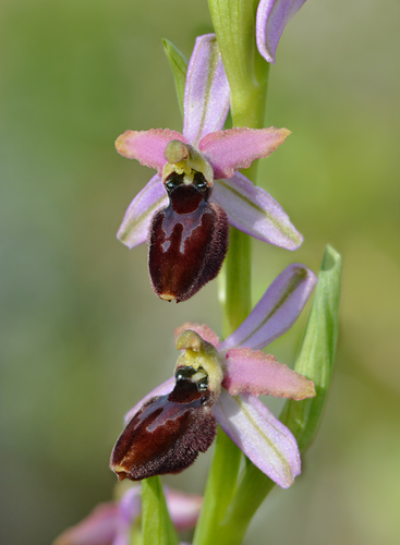 Ophrys arachnitiformis