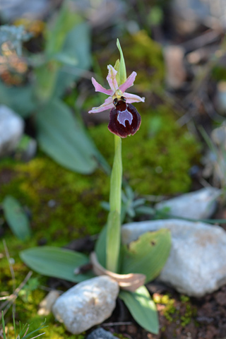 Ophrys arachnitiformis