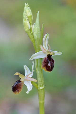 Ophrys arachnitiformis