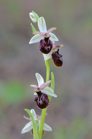 Ophrys arachnitiformis