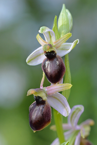 Ophrys arachnitiformis