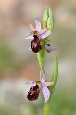 Ophrys arachnitiformis