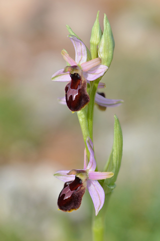 Ophrys arachnitiformis