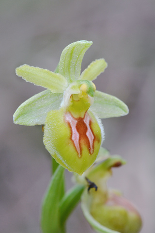 Ophrys arachnitiformis