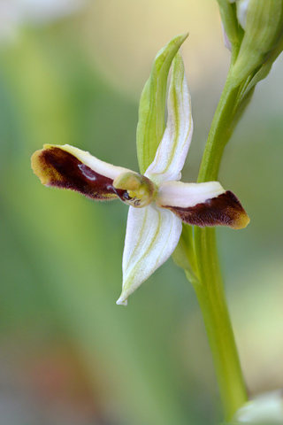 Ophrys arachnitiformis