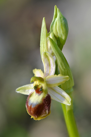 Ophrys arachnitiformis