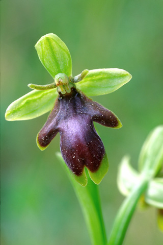 Ophrys araneola x aymoninii