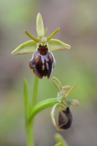 Ophrys araneola x aymoninii