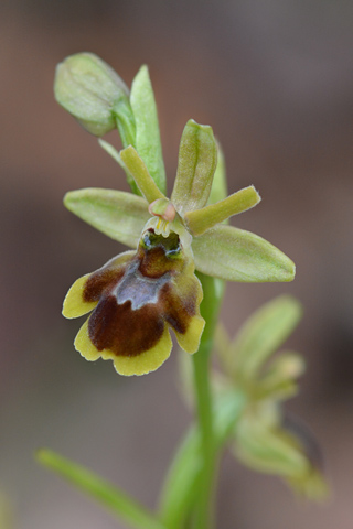 Ophrys araneola x aymoninii