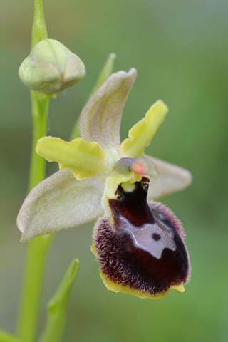 Ophrys araneola x drumana