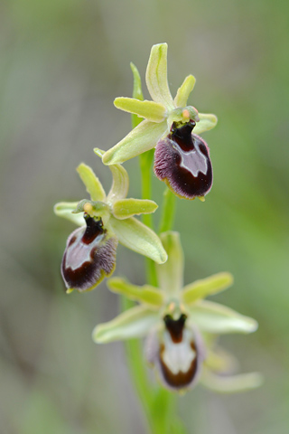 Ophrys araneola x drumana