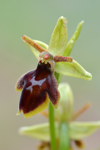 Ophrys araneola x insectifera