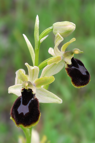 Ophrys araneola x magniflora