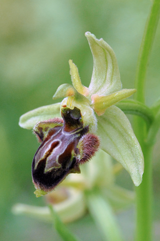 Ophrys araneola x picta