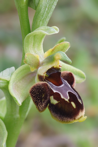 Ophrys araneola x scolopax