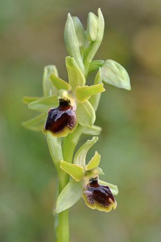 Ophrys araneola