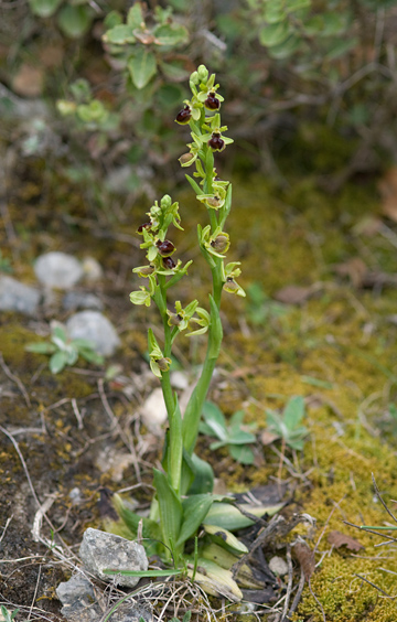 Ophrys incubacea