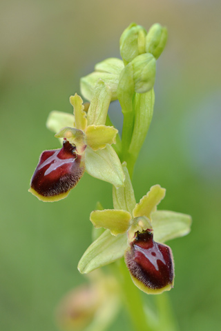 Ophrys araneola