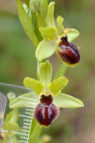 Ophrys araneola