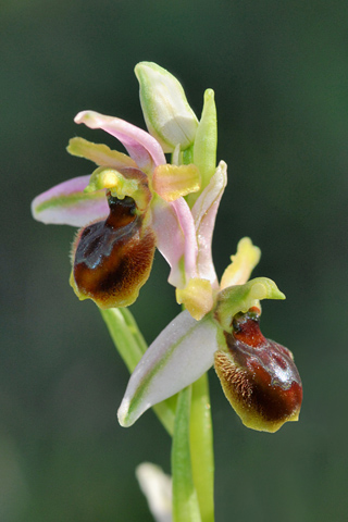 Ophrys araneola